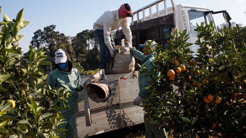 A worker loads oranges into a truck in Itupeva, Sao Paulo state, Brazil, on Aug. 3, 2021.